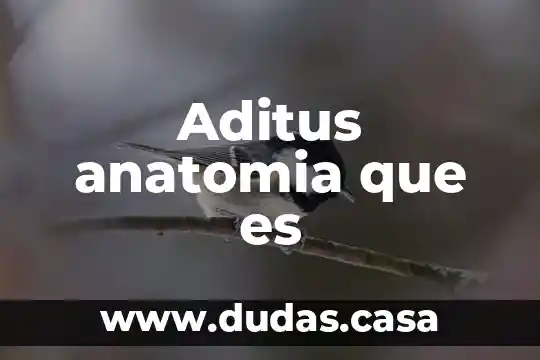 Aditus anatomia que es