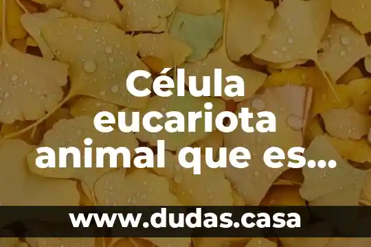 Célula eucariota animal que es, que poseen y que carecen