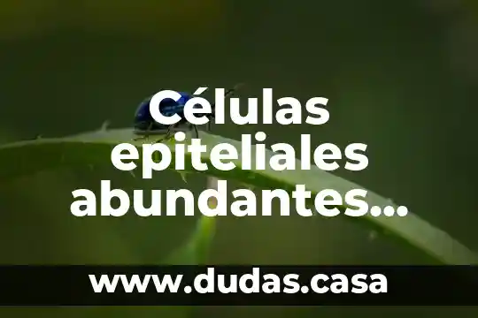 Células epiteliales abundantes qué es