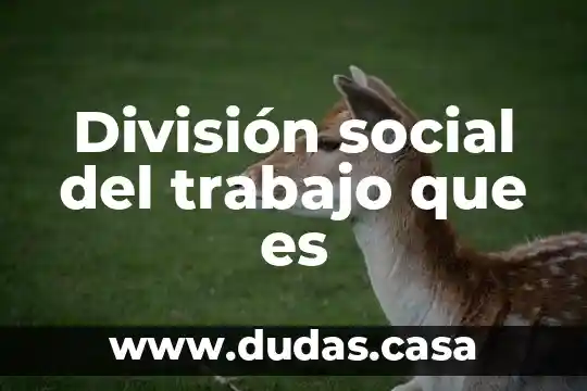 División social del trabajo que es