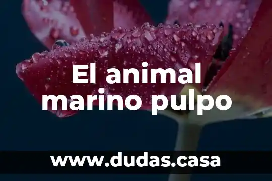El animal marino pulpo