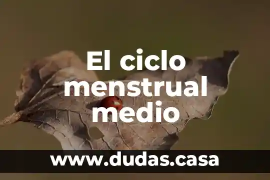El ciclo menstrual medio
