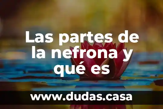 Las partes de la nefrona y qué es