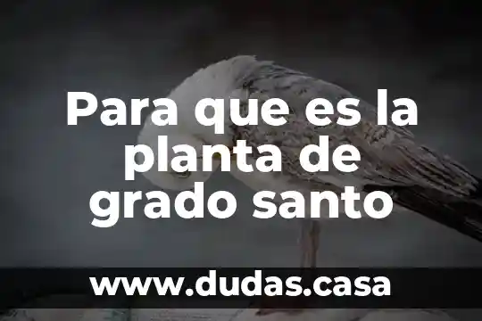 Para que es la planta de grado santo