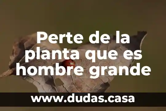 Perte de la planta que es hombre grande