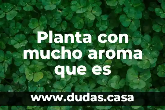 Planta con mucho aroma que es