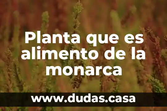 Planta que es alimento de la monarca