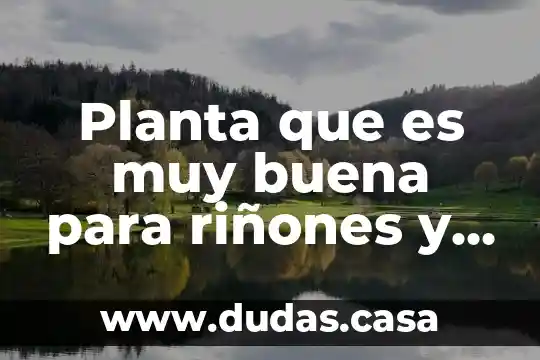 Planta que es muy buena para riñones y diabetes