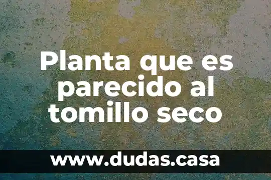 Planta que es parecido al tomillo seco