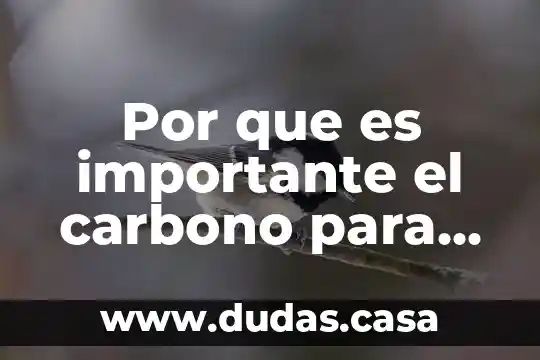 Por que es importante el carbono para el ser humano