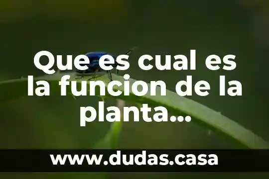 Que es cual es la funcion de la planta carnivora