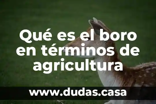 Qué es el boro en términos de agricultura
