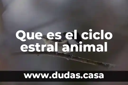 Que es el ciclo estral animal