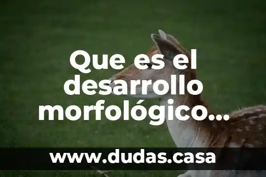 Que es el desarrollo morfológico prenatal del sistema nervioso