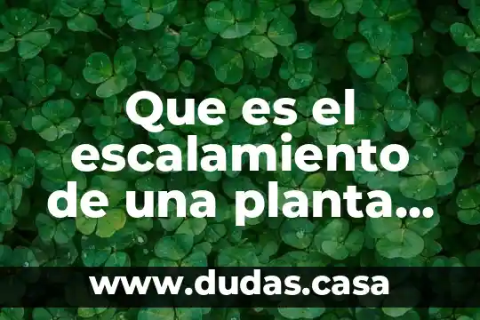 Que es el escalamiento de una planta de proceso