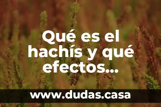 Que es lo que mas se produce en swazilandia 5 Qué es el hachís y qué efectos produce