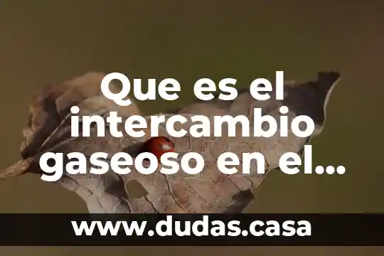Que es el intercambio gaseoso en el proceso respiratorio