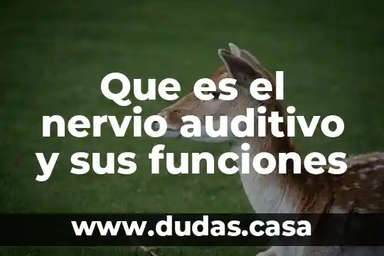 Que es el nervio auditivo y sus funciones