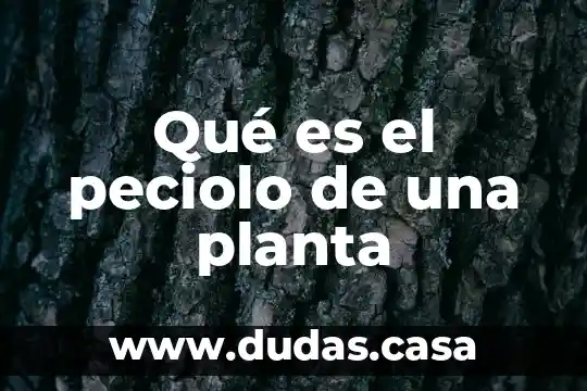 Qué es el peciolo de una planta
