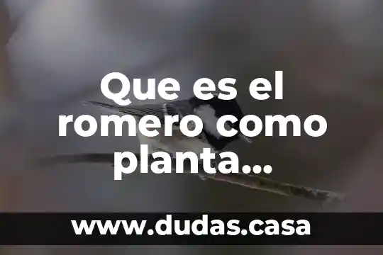 Que es el romero como planta medicinal