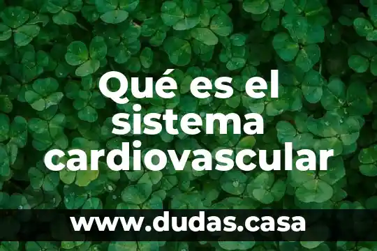 Qué es el sistema cardiovascular