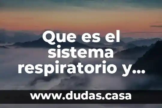 Que es el sistema respiratorio y como esta compuesto