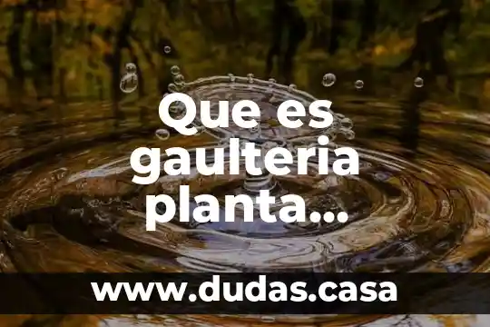 Que es gaulteria planta medicinal