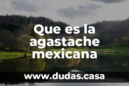 Que es la agastache mexicana
