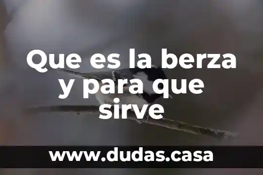 Que es la berza y para que sirve