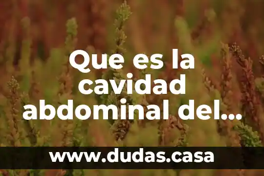 Que es la cavidad abdominal del sistema reproductor masculino