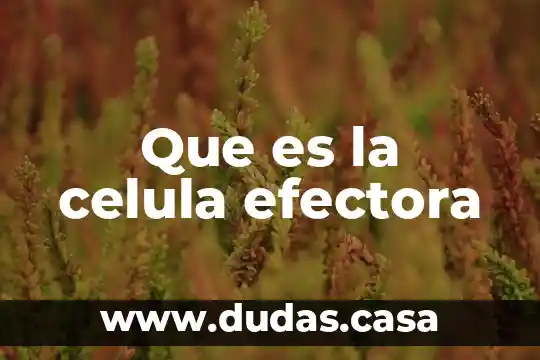 Que es la celula efectora