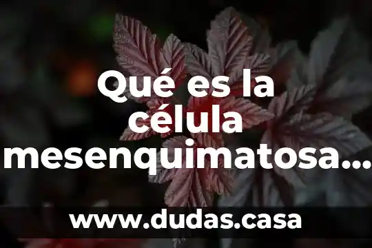 Qué es la célula mesenquimatosa tipopotencial