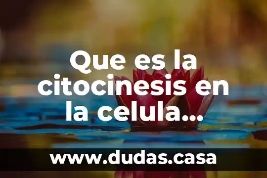 Que es la citocinesis en la celula vegetal y animal