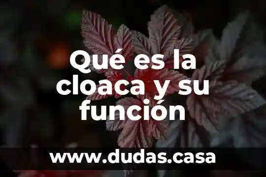 Qué es la cloaca y su función