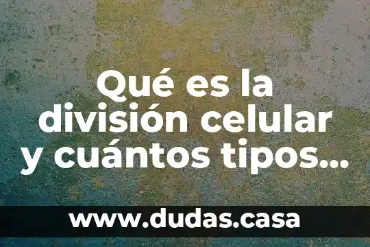 Qué es la división celular y cuántos tipos existen