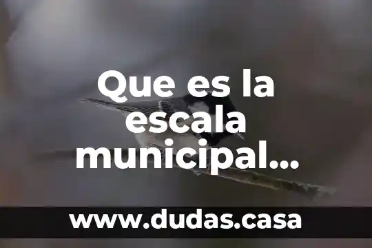 Que es la escala municipal estatal nacional y continental