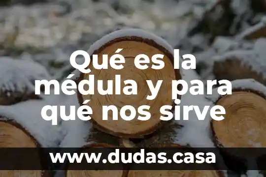 Qué es la médula y para qué nos sirve