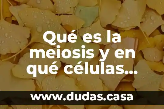 Qué es la meiosis y en qué células ocurre