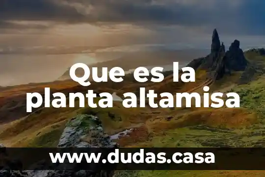 Que es la planta altamisa