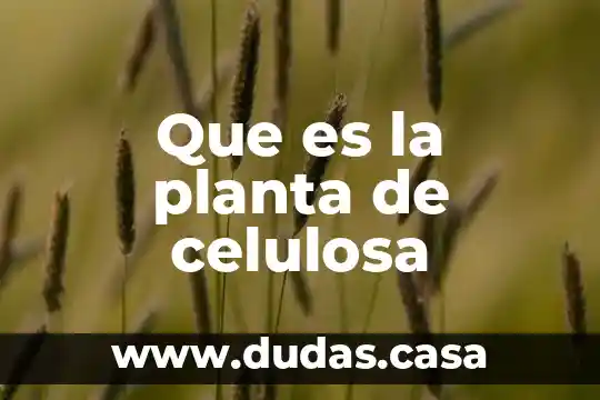 Que es la planta de celulosa