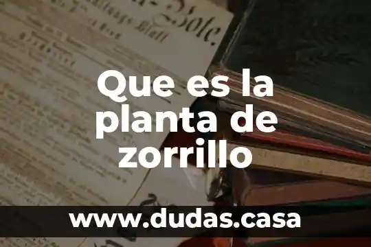 Que es la planta de zorrillo