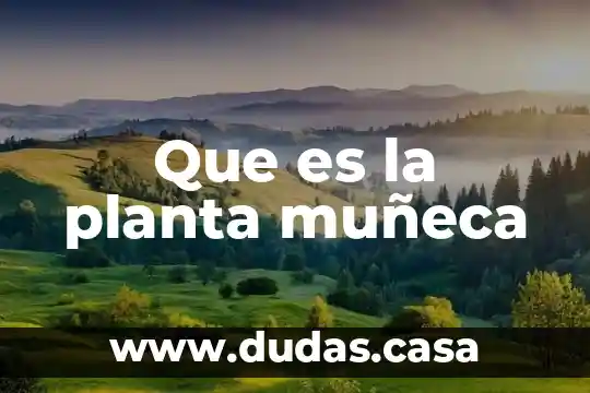 Que es la planta muñeca
