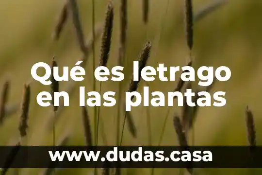 Qué es letrago en las plantas