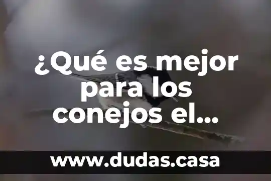 ¿Qué es mejor para los conejos el cilantro o el epazote?
