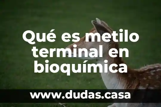 Qué es metilo terminal en bioquímica