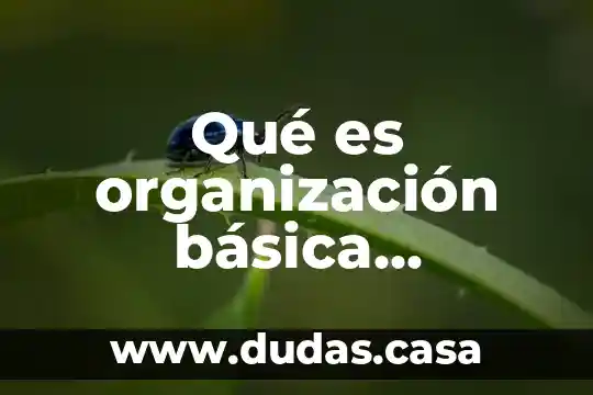 Qué es organización básica deportivo