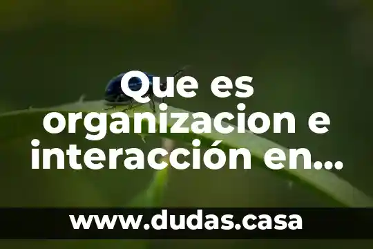 Que es organizacion e interacción en el deporte