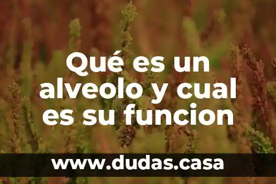 Qué es un alveolo y cual es su funcion