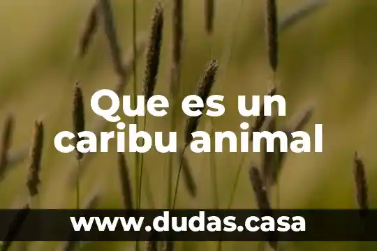 Que es un caribu animal