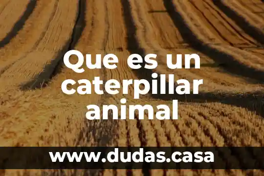 Que es un caterpillar animal